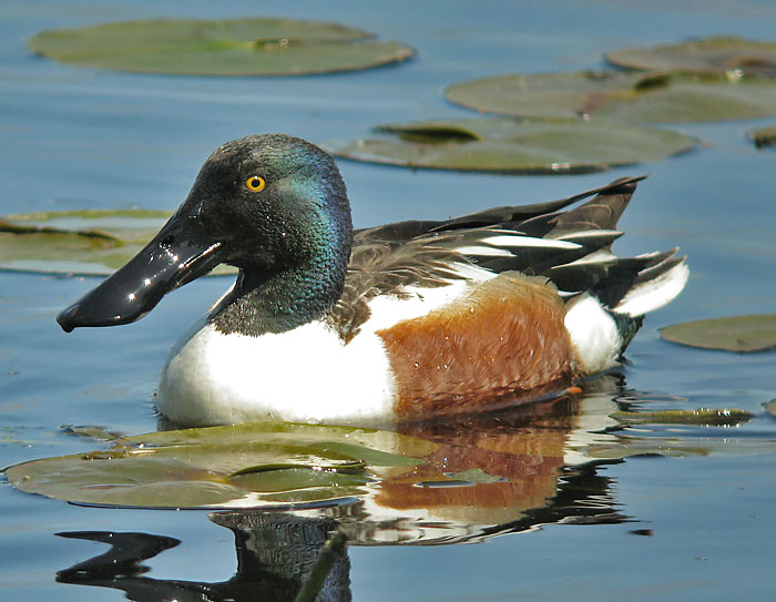 Hunters' Names for Ducks | BirdNote